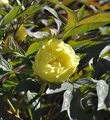 Strauchpfingstrose Gelb - Paeonia suffruticosa - lebende Gartenpflanze aus den Baumschulen