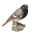 Goebel Figur Vogel des Jahres 2025 Hausrotschwanz Atelier