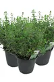 3er Set Italienischer Oregano im 15cm Topf - Origanum vulgare, frische Oregano Pflanze