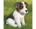 dazikemo Gartenfigur Dekofigur Gartenfigur Jack Russel