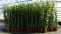 50 Stück Efeu Hedera helix 180 - 200 cm Pyramide Säule winterhart Kletterpflanze Hecke Sichtschutz blickdicht
