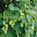 Humulus Lupulus Opal Hopfen 40–60 cm