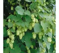 Pflanzen für Dich Kletterpflanze Humulus lupulus Opal, 1 St., Hopfen, Edelhopfen, aromatisch, schnellwachsend