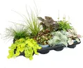 Bunte Herbst-Stauden Mischung "Herbstzauber" - 8 verschiedene winterharte Stauden