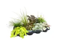 Exotenherz Beetpflanze Bunte Herbst-Stauden Mischung Herbstzauber 8 winterharte Stauden