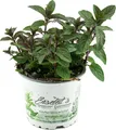 Enseleits Schokoladen-Minze Pflanze, Schoko-Minze, Winterhart (Mentha piperita)
