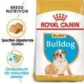 Royal Canin Bulldogge Welpe - 12 kg
