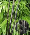 BALDUR Garten 1x Schwarzer Bambus 'Black Pearl', Pflanze im 2 Liter-Topf, Fargesia nitida Blackpearl, winterhart, pflegeleicht, immergrün, schwarzer Bambus, Zierstrauch-Rarität