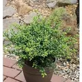 Löffel Ilex Stechpalme 15-20cm - ilex crenata