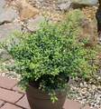 Löffel Ilex Stechpalme 15-20cm - ilex crenata