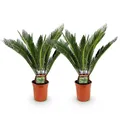 Green boutiQ - Zimmerpflanze - Cycas revoluta - Palmfarn - Wenig Pflege - Grün - 2 - Topf 17cm - Höhe 55-65cm