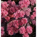 Große Fetthenne Karfunkelstein - Sedum maximum