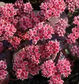 Große Fetthenne Karfunkelstein - Sedum maximum - lebende Gartenpflanze aus den Baumschulen