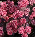 Große Fetthenne Karfunkelstein - Sedum maximum