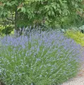 Lavendel Grappenhall - Lavandula intermedia
