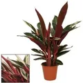 Exotenherz Schattenpflanze mit Ausgefallenem Blattmuster Calathea Triostar 14cm Topf