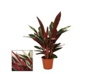 Exotenherz Zimmerpflanze Schattenpflanze ausgefallenem Blattmuster Calathea triostar 14cm Topf