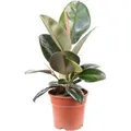 Value Greens Pflegeleichter Gummibaum  Ficus Elastica 'Robusta'  ca. 45 cm Hoch  Topf-Ø 17 cm