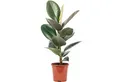 Flowerbox Zimmerpflanze Gummibaum - Ficus elastica 'Robusta', pflegeleicht - Höhe ca. 50 cm, Topf-Ø 17 cm