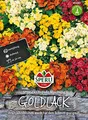 Goldlack, Sperling´s Chupado Mischung