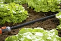 Gardena Perl-Regner 15 m