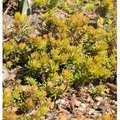 Felsen Fetthenne Angelina - Sedum reflexum Angelina