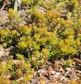 Felsen Fetthenne Angelina - Sedum reflexum Angelina