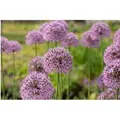 Allium Aflatunense Zierlauch Gladiator Ca 9x9 cm Topf
