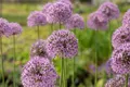 Pflanzen für Dich Staude Allium aflatunense Gladiator, 1 St., Zierlauch, Kugellauch