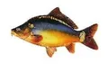 Jenzi Karpfen Aufkleber (Groß - Länge ca: 23cm, Vinyl, Realistisch, Einmalgebrauch, Kinder, Outdoor, Fisch, Karpfen, Wasserfest)