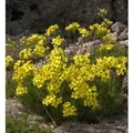 Olymp Felsenblümchen - Draba bruniifolia