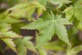 Acer palmatum 'Sangokaku', Japanischer Ahorn, korallenrote Rinde, 175–200 cm