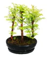 Bonsai für den Außenbereich – Metasequoia glyptostroboides – kleines Wäldchen mit 3 Pflanzen