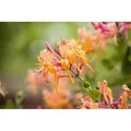 Lonicera Heckrottii America Beauty Geißblatt Rosa-Gelb 40–60 cm