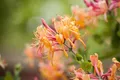 Pflanzen für Dich Kletterpflanze Lonicera heckrottii America Beauty, 1 St., Heckrott-Geißblatt, Geißschlinge, zweifarbig, duftend