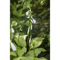 Hosta Plantaginea Royal Standard Duftende Funkie Ca. 11x11 cm Topf