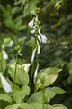 Hosta plantaginea 'Royal Standard' 11 cm Topf – Winterhart, Mehrjährig, Pflegeleicht – Funkie – Staude für Schattenbeet & Unterpflanzung