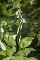 Pflanzen für Dich Staude Hosta plantaginea Royal Standard, 1 St., Funkie, Herzblattlilie