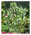 BALDUR Garten Felsenbirne Amelanchier 'Greatberry® Garden', 1 Pflanze, mehrjährig - winterhart, pflegeleicht, Trendpflanze, ausgefallener Blüte, leckere Früchte, wird 1,5 bis 3 Meter hoch