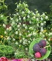 BALDUR-Garten Felsenbirne Amelanchier 'Greatberry® Garden',1 Pflanze