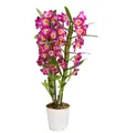 Dehner Zimmerpflanze Traubenorchidee, Dendrobium nobile, ca. 40-50 cm, versch. Farben, viele Blüten mit besonderem Aussehen