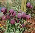 Schachbrettblume - Fritillaria meleagris - lebende Gartenpflanze aus den Baumschulen