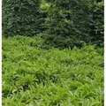 Bodendecker Lorbeerkirsche Mount Vernon 20-30cm - Prunus,aurocerasus