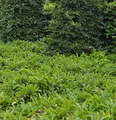 Bodendecker Lorbeerkirsche Mount Vernon 20-30cm - Prunus laurocerasus