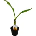 Exotenherz Winterharte Zierbanane Musella Lasiocarpa Golden Lotus Banane 12cm Topf