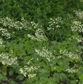 Purpurglöckchen Schneewittchen - Heuchera brizoides