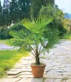Winterharte Kübel-Palmen, 2 Pflanzen, Hanfpalme Trachycarpus fortunei