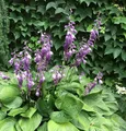 Glockenfunkie - Hosta ventricosa