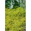 Origanum Vulgare Thumbles Echter Dost Ca. 9x9 cm Topf