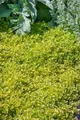 Origanum vulgare 'Thumbles' 9x9 cm Topf – Winterhart, Mehrjährig, Pflegeleicht – Oregano – Kräuterpflanze für Küche & Kräutergarten